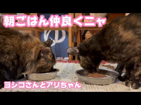 朝ご飯ん仲良くニャン  サビ猫偽姉妹ヨシコさんとアリちゃん   2026 01 31 1(YouTube)
