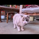 神社の裏の休憩処で出会った猫が可愛すぎて心が浄化された(YouTube)
