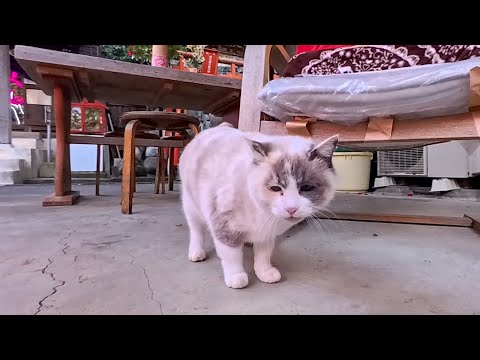 神社の裏の休憩処で出会った猫が可愛すぎて心が浄化された(YouTube)