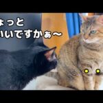 寒い日は猫たちの動きが止まる中、全く止まらない猫がこうなりました…(笑)(YouTube)