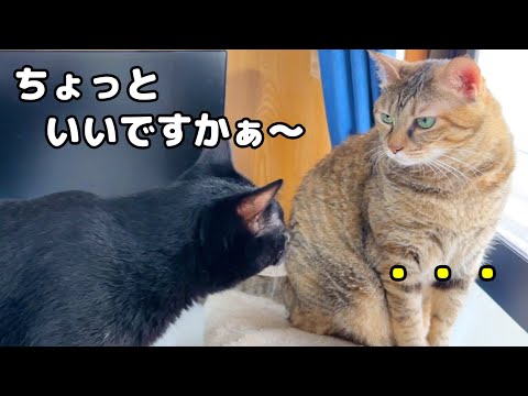 寒い日は猫たちの動きが止まる中、全く止まらない猫がこうなりました…(笑)(YouTube)