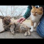 ドロボー髭の茶シロ猫がお散歩中にサビ猫と遭遇して・・・(YouTube)