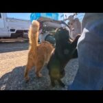 猫島に到着！フェリーを降りた瞬間、桟橋まで猫がお出迎えしてくれた😺✨(YouTube)