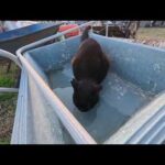 【今週のボツ動画 2026/1/3w】今週撮った未公開猫動画まとめて公開-unreleased video of this week(YouTube)