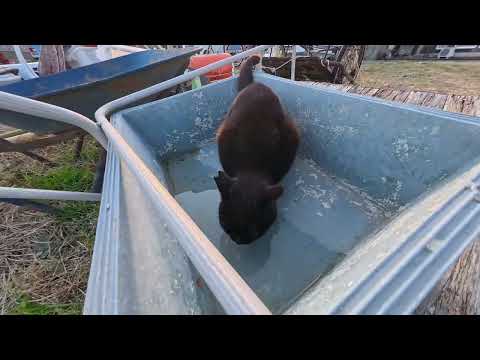 【今週のボツ動画 2026/1/3w】今週撮った未公開猫動画まとめて公開-unreleased video of this week(YouTube)