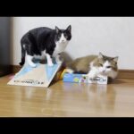 キングボンビー役でゲームに参加する猫(YouTube)