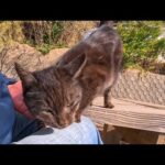 港近くの屋外猫カフェはいつも癒やされる(YouTube)