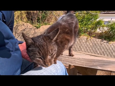 港近くの屋外猫カフェはいつも癒やされる(YouTube)