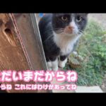 ただいまだからね  これにはわけがあってねだからね　スイカ   2026 01 04 2(YouTube)