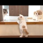 初めての階段が怖くて先輩猫たちに助けを求めた子猫がこうなっちゃいました…(YouTube)