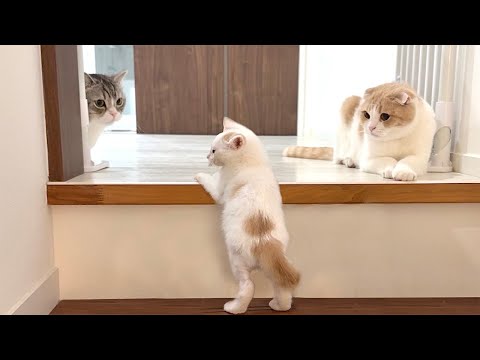 初めての階段が怖くて先輩猫たちに助けを求めた子猫がこうなっちゃいました…(YouTube)