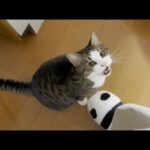 抱っこすると鳴きやむ猫(YouTube)