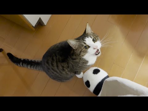抱っこすると鳴きやむ猫(YouTube)