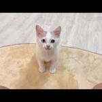 うんちすると「出たよ」とダッシュで報告しに来るようになった子猫が可愛すぎましたw(YouTube)