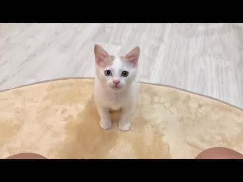 うんちすると「出たよ」とダッシュで報告しに来るようになった子猫が可愛すぎましたw(YouTube)