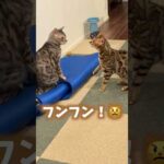 年越し直後からにゃんプロしている2匹 #ルトロゼ #ベンガル #cat(YouTube)