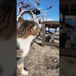 ワンワン猫(YouTube)