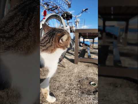 ワンワン猫(YouTube)