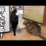 飼い主の呼びかけに絶対的に来てくれる黒猫くんが可愛すぎます(YouTube)