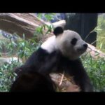 上野動物園のジャイアントパンダ「シャオシャオ」「レイレイ」、最終観覧のようす（2026年1月25日撮影）(YouTube)