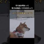柴犬は散歩に行きたい！でも大雪で扉が…💦 #shibainu #犬のいる暮らし #癒し(YouTube)