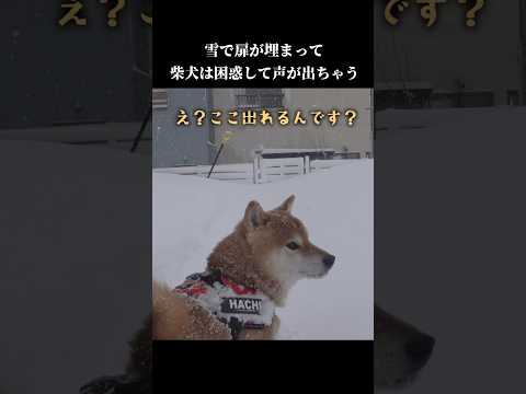 柴犬は散歩に行きたい！でも大雪で扉が…💦 #shibainu #犬のいる暮らし #癒し(YouTube)
