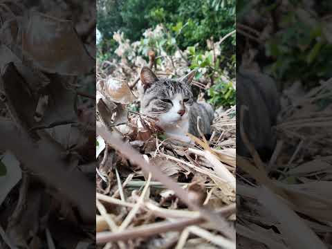 道路脇の草むらで猫寝てました(YouTube)