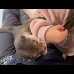 仁義なき女の戦い~カワウソvs3歳~ The Ruthless Battle of Women: Otter vs. 3-Year-Old(YouTube)
