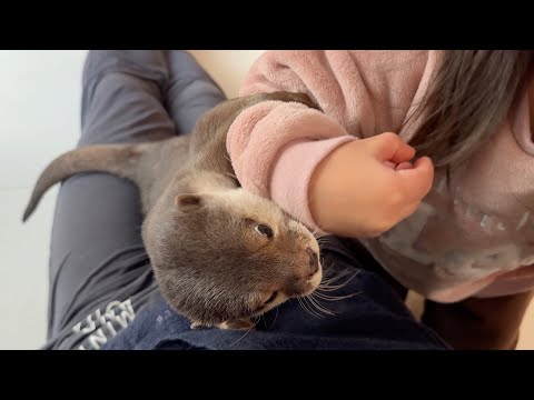 仁義なき女の戦い~カワウソvs3歳~ The Ruthless Battle of Women: Otter vs. 3-Year-Old(YouTube)