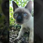 恐る恐る寄ってくる子猫(YouTube)