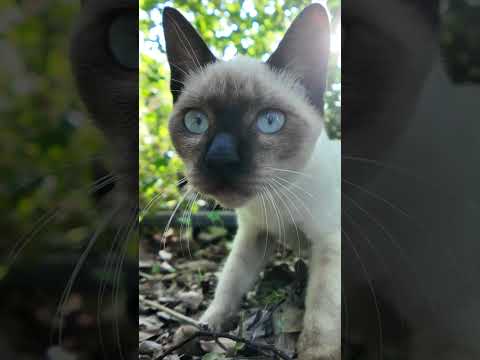 恐る恐る寄ってくる子猫(YouTube)