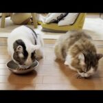 本当はひのきとも仲良くしたいはずの猫(YouTube)