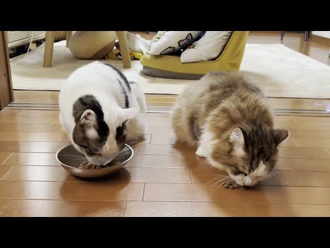 本当はひのきとも仲良くしたいはずの猫(YouTube)