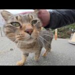 三毛猫に浮気をすると、嫉妬深いキジトラ猫がガチギレしてしまった(YouTube)