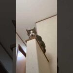 名前呼んだら返事してくれる(YouTube)