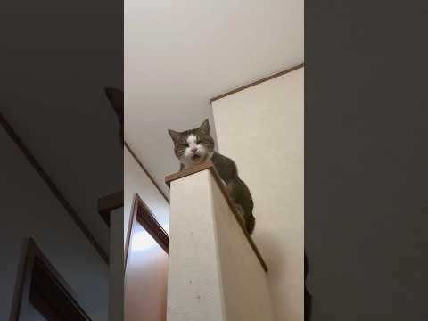 名前呼んだら返事してくれる(YouTube)