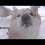 最強寒波到来！？柴犬は吹雪に包まれて…(YouTube)