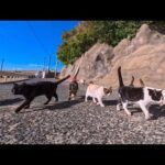 猫島の渡船場から中腹の猫集会所まで歩いてみると次々と猫が合流してきて大行列になった(YouTube)