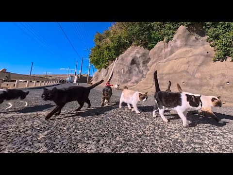 猫島の渡船場から中腹の猫集会所まで歩いてみると次々と猫が合流してきて大行列になった(YouTube)
