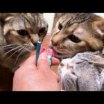 【犬と猫の大家族】おやつの時間はとっても可愛いカオスに…(笑)(YouTube)