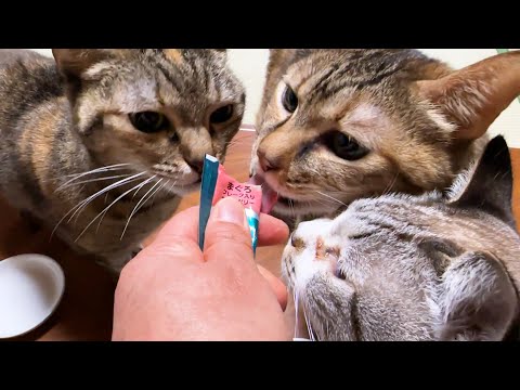 【犬と猫の大家族】おやつの時間はとっても可愛いカオスに…(笑)(YouTube)