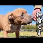 鳴く子も騒ぐニュートリーツ降臨(YouTube)