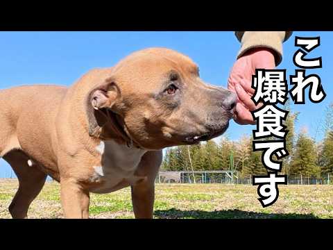 鳴く子も騒ぐニュートリーツ降臨(YouTube)