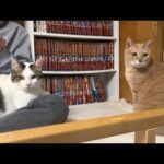 猫に歓迎さた息子と入れ替わりで娘が猫部屋で寝ることになったのですが(YouTube)