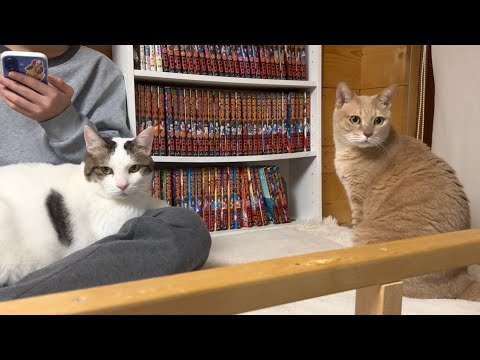 猫に歓迎さた息子と入れ替わりで娘が猫部屋で寝ることになったのですが(YouTube)