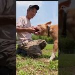 ポテトとレバーハード(YouTube)