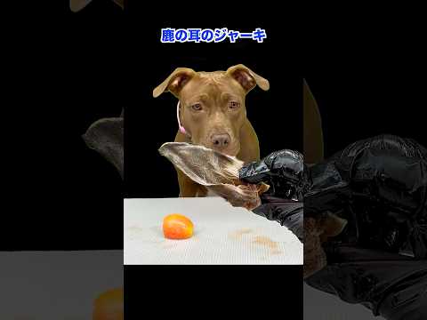 鹿の耳のジャーキーをどうやって食べようか悩むピットブル(YouTube)