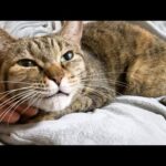 飼い主の問いかけに「あん！」と元気にお返事する猫が愛おしい…(YouTube)