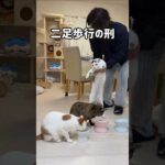 他の猫のご飯を奪う子はこうなりますw #shorts(YouTube)