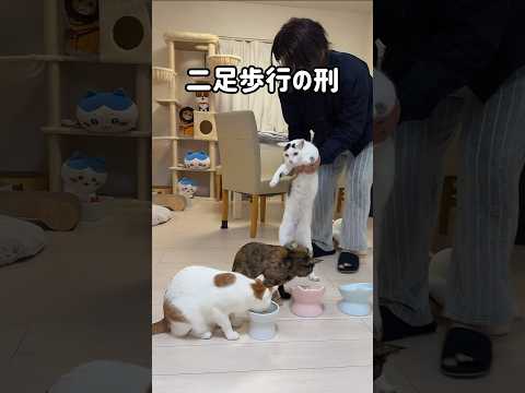 他の猫のご飯を奪う子はこうなりますw #shorts(YouTube)
